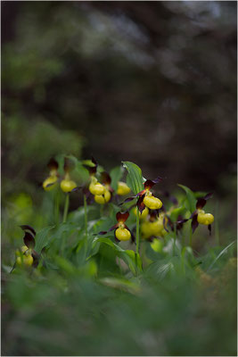Gelber Frauenschuh (Cypripedium calceolus), Schweden, Gotland