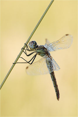 Frühe Heidelibelle (Sympetrum fonscolombii), Deutschland, Baden-Württemberg