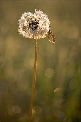 Tintenfleck-Weißling (Leptidea sinapis bzw. juvernica), Deutschland, Baden-Württemberg