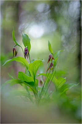 Gelber Frauenschuh (Cypripedium calceolus), Schweden, Jämtlands län