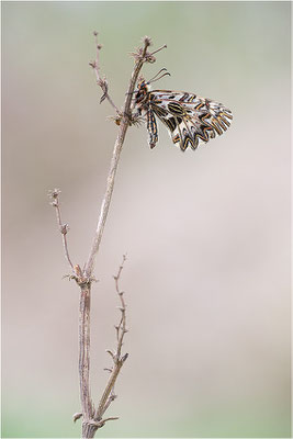 Südlicher Osterluzeifalter (Zerynthia polyxena), Männchen, Frankreich, Aude