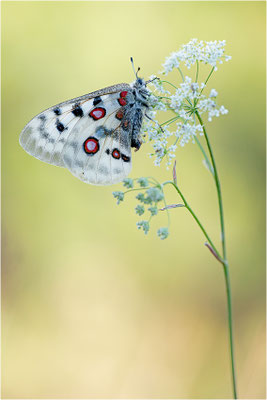 Roter Apollo (Parnassius apollo apollo), Schweden, Södermanlands län