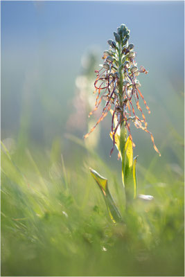 Bocks-Riemenzunge (Himantoglossum hircinum), Alsace, Frankreich