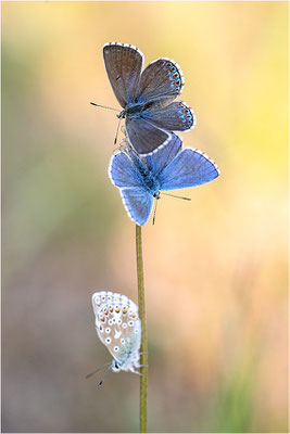 Himmelblauer Bläuling (Polyommatus bellargus), Männchen und Weibchen, Deutschland, Baden-Württemberg