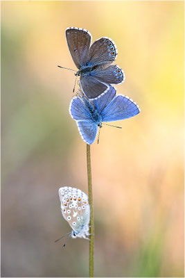 Himmelblauer Bläuling (Polyommatus bellargus), Männchen und Weibchen, Deutschland, Baden-Württemberg