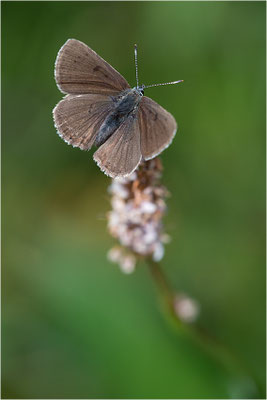 Lilagold-Feuerfalter (Lycaena hippothoe eurydame), Weibchen, Italien, Region Aostatal, 2100m
