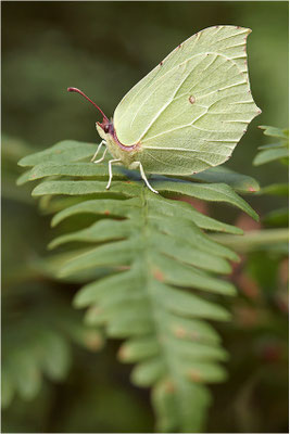 Zitronenfalter (Gonepteryx rhamni), Weibchen, Schweden, Dalsland