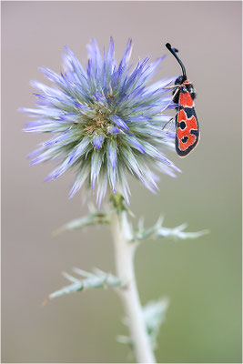 Bergkronwicken-Widderchen (Zygaena fausta), Frankreich, Drôme