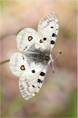 Roter Apollo (Parnassius apollo thiemo), Deutschland, Baden-Württemberg