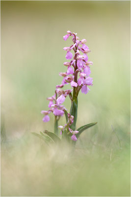 Stattliches Knabenkraut (Orchis mascula), Frankreich, Drôme
