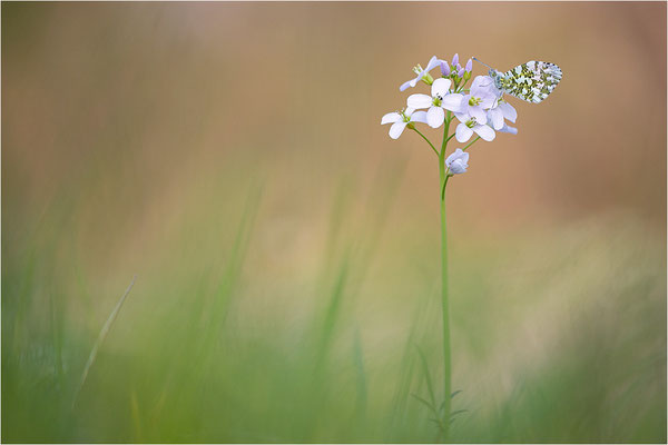 Aurorafalter (Anthocharis cardamines), Männchen, Deutschland, Baden-Württemberg