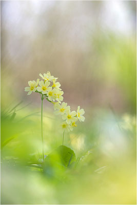 Hohe Schlüsselblume (Primula elatior), Deutschland, Baden-Württemberg