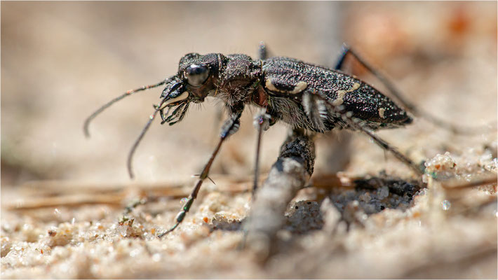 Heide-Sandlaufkäfer (Cicindela sylvatica), Schweden, Farö
