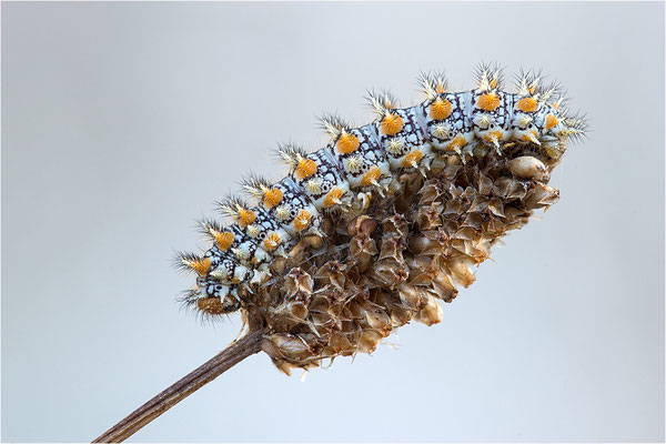 Roter Scheckenfalter (Melitaea didyma)
