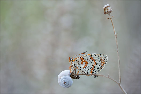 Roter Scheckenfalter (Melitaea didyma), Männchen, Frankreich, Drôme