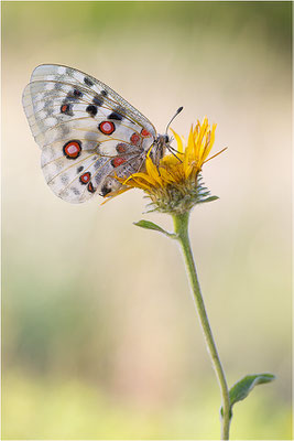 Roter Apollo (Parnassius apollo venaissimus), Frankreich, Dep. Vaucluse