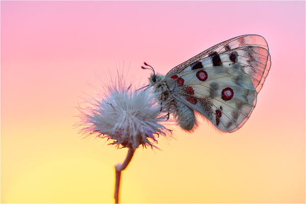 Roter Apollo (Parnassius apollo nivatus), Frankreich, Dep. Jura