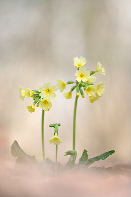 Hohe Schlüsselblume (Primula elatior), Deutschland, Baden-Württemberg