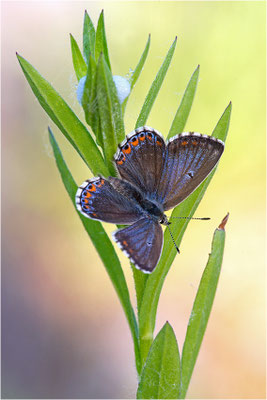 Himmelblauer Bläuling (Polyommatus bellargus f. cerones), Weibchen, Deutschland, Baden-Württemberg