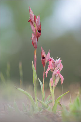 Verkannter Zungenstendel (Serapias neglecta und Pflugschar-Zungenstendel (Serapias vomeracea)Frankreich, Var