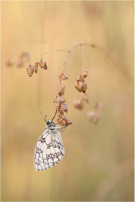 Schachbrettfalter (Melanargia galathea), Männchen, Deutschland, Baden-Württemberg