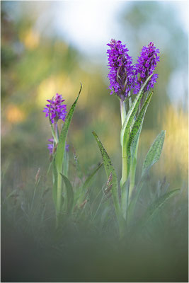 Dactylorhiza incarnata cruenta (?)