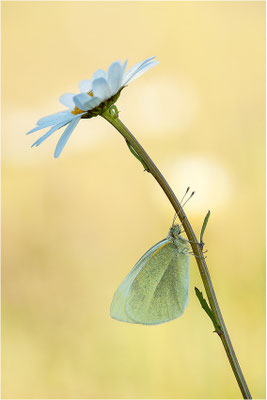 Kleiner Kohlweißling (Pieris rapae), Deutschland, Baden-Württemberg