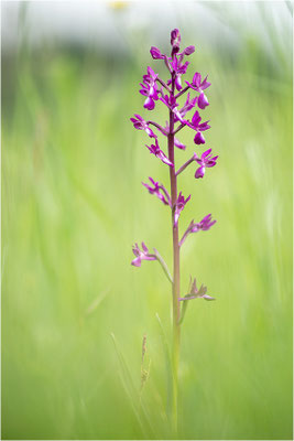 Lockerblütige Hundswurz (Anacamptis laxiflora), Dep. Aveyron, Frankreich