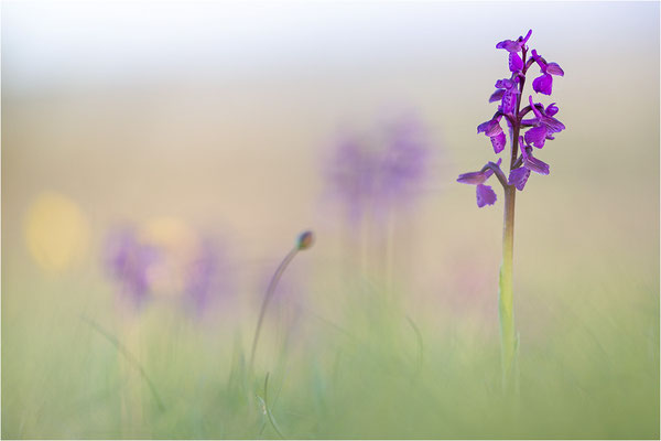 Kleine Hundswurz (Anacamptis morio morio), Dep. Aveyron, Frankreich