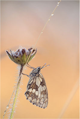 Schachbrettfalter (Melanargia galathea), Weibchen, Deutschland, Baden-Württemberg