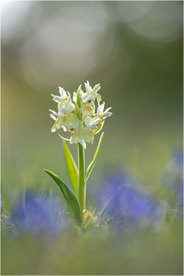 Holunder-Fingerwurz (Dactylorhiza sambucina), Frankreich, Dep. Aveyron