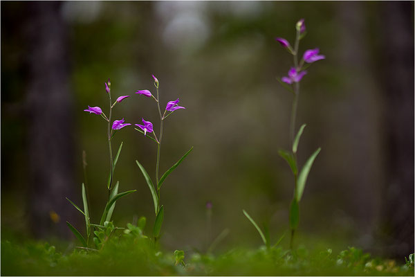 Rotes Waldvöglein (Cephalanthera rubra), Gotland, Schweden