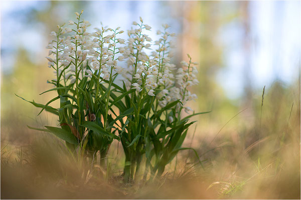 Schwertblättriges Waldvöglein (Cephalanthera longifolia), Schweden,  Farö