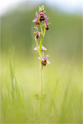 Hummel-Ragwurz (Ophrys fuciflora), Südlicher Oberrhein, Baden-Württemberg