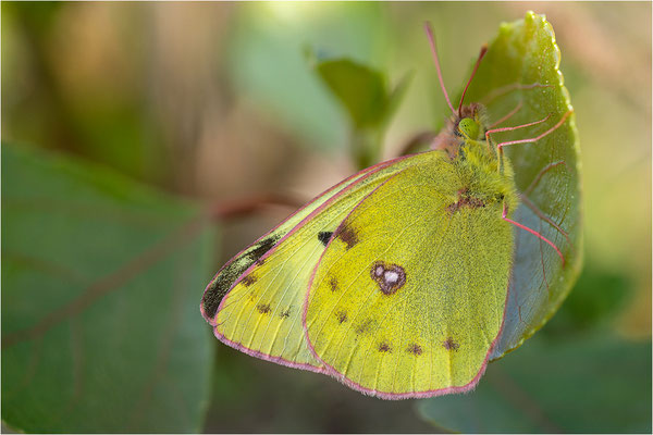 Hufeisenklee-Gelbling (Colias alfacariensis), Deutschland, Baden-Württemberg