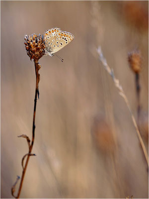 Gemeiner Bläuling (Polyommatus icarus), Männchen, Deutschland, Baden-Württemberg