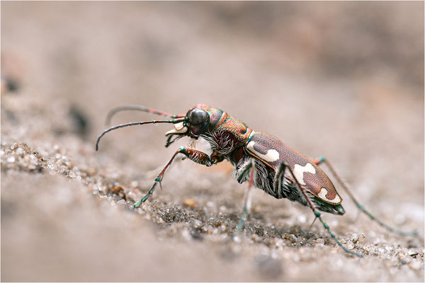 Dünen-Sandlaufkäfer (Cicindela hybrida hybrida), Deutschland, Brandenburg