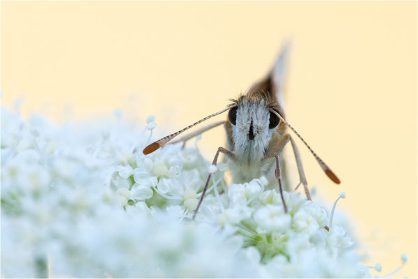 Sonnenröschen-Würfel-Dickkopffalter (Pyrgus alveus), Frankreich, Dep. Alpes-de-Haute-Provence, 1.900m