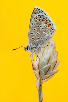 Eschers Bläuling (Polyommatus escheri), Männchen, Frankreich, Dep. Aveyron