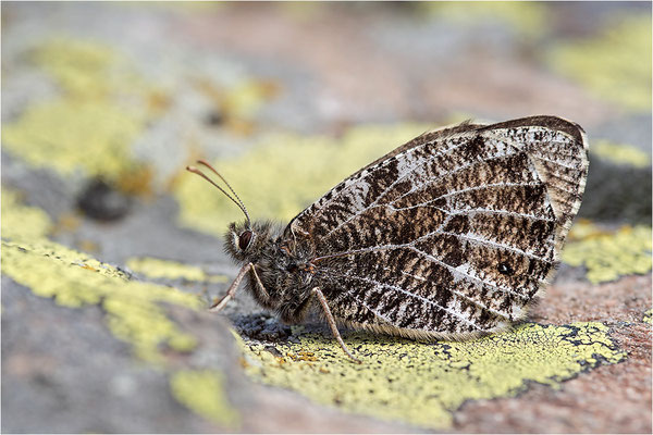 Gletscherfalter (Oeneis glacialis), Italien, Region Aostatal, 2300m