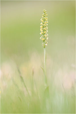 Weiße Höswurz (Pseudorchis albida), Schweiz, Oberwallis