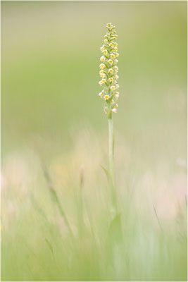 Weiße Höswurz (Pseudorchis albida), Schweiz, Oberwallis