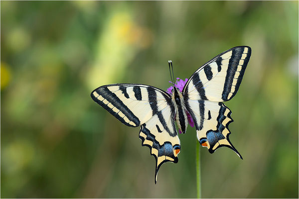 Südlicher Schwalbenschwanz (Papilio alexanor destelensis), Weibchen, Frankreich, Var