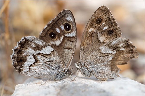 Hipparchia fidia, Werbeverhalten, Frankreich Dep. Var