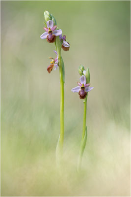 Ophrys aveyronensis x Ophrys araneola