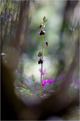 Chesterman´s Ragwurz (Ophrys chestermanii)