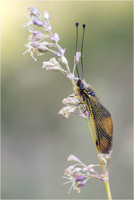 Langfühleriger Schmetterlingshaft (Libelloides longicornis), Männchen, Italien, Region Aostatal