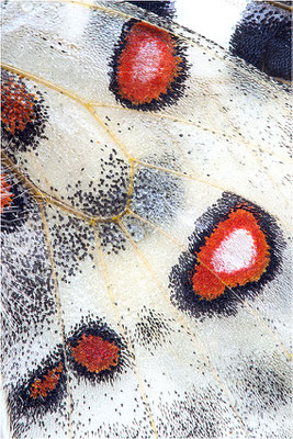 linnei