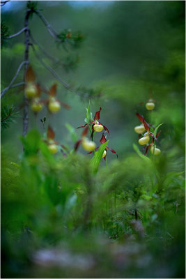 Gelber Frauenschuh (Cypripedium calceolus), Schweden, Jämtlands län