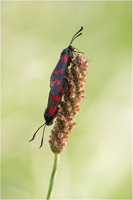 Sechsfleck-Widderchen (Zygaena filipendulae), Paarung, Deutschland, Baden-Württemberg